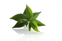Fresh Green tea leaves